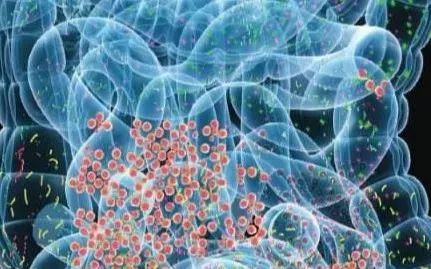 高血压会引起肠道菌群紊乱吗,高血压和肠道菌群的关系