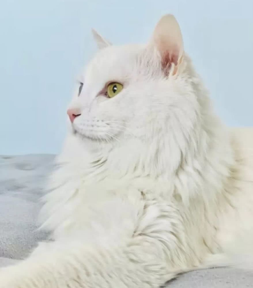 中华田园狮子猫多少钱一只,中华田园猫狮子猫蓝色眼睛