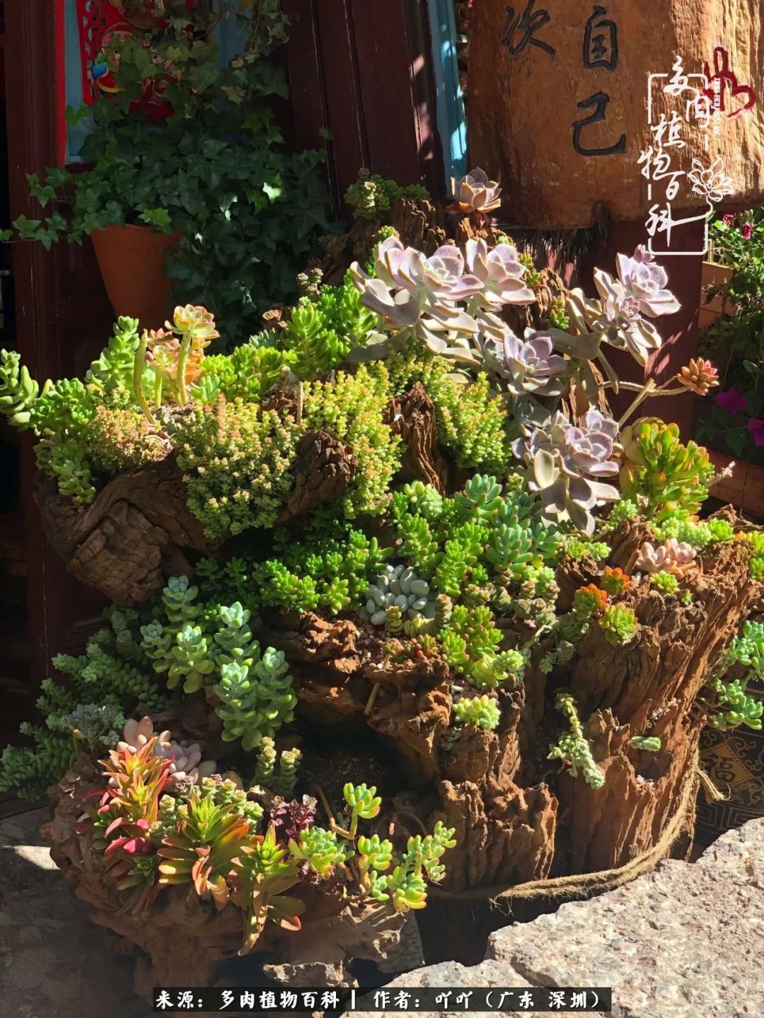 涓冨僵浜戝崡澶氳倝,浜戝崡澶氳倝涔嬫梾