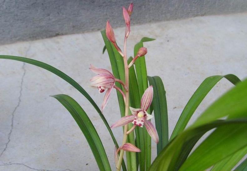 最好养的兰花四季兰,最好养的兰花四季兰品种