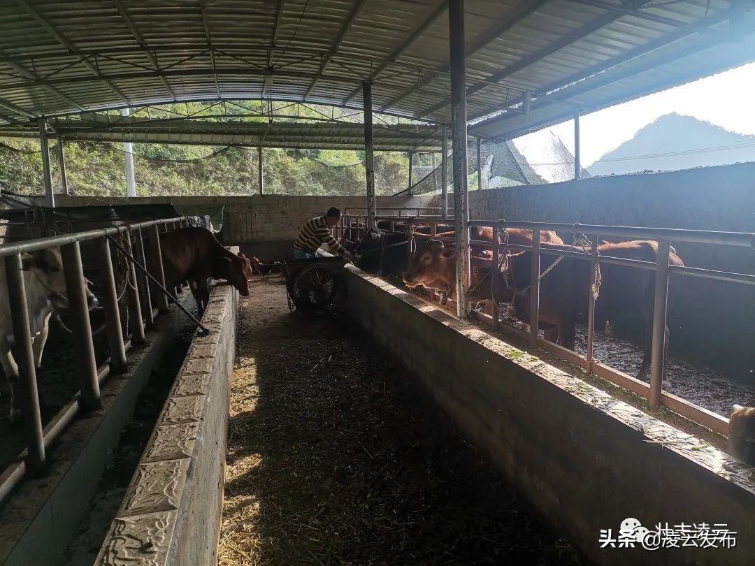 【乡村振兴】专业养牛人的“致富经”