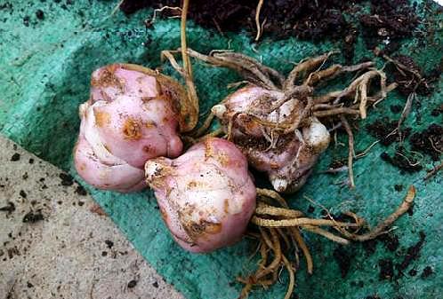 盆栽百合施肥,盆栽百合种球施什么肥