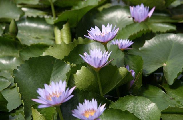 养睡莲最好的大容器,睡莲怎么养开花比巴掌都大