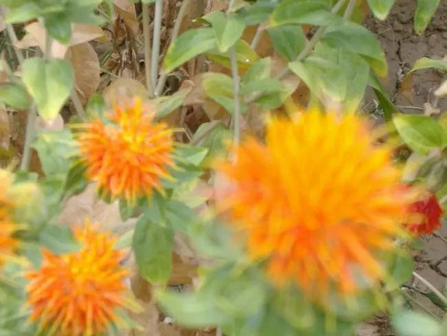 全新疆著名的特产,盘点十大新疆的特产