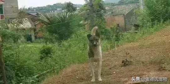 这样的中华田园犬难道你不爱吗,怎么样的才能称得上中华田园犬