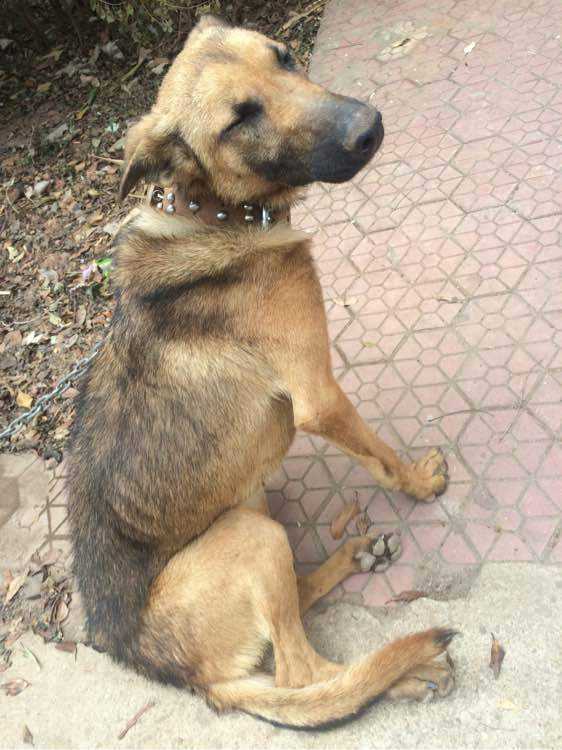 狗狗体内有寄生虫是怎么样的表现,狗狗体内寄生虫离开体内能活多久