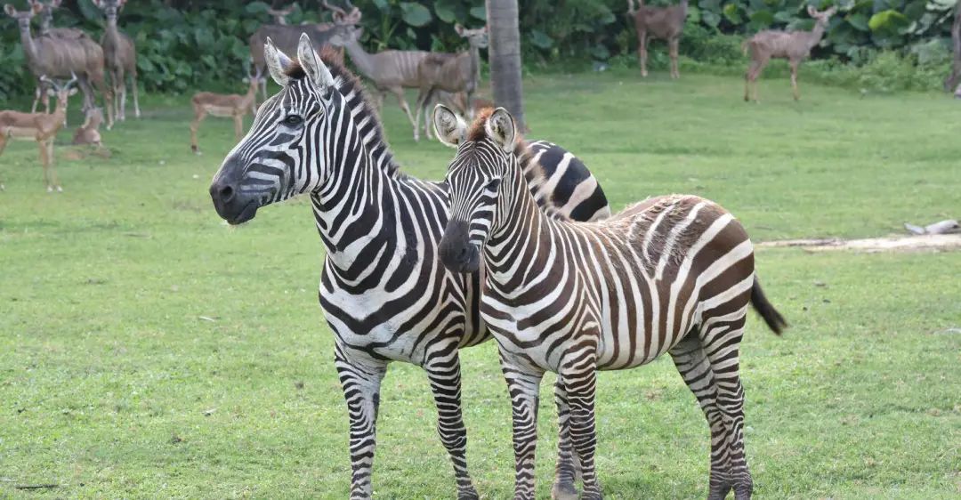长隆野生动物世界暑假攻略,广州长隆野生动物园亲子一日游攻略