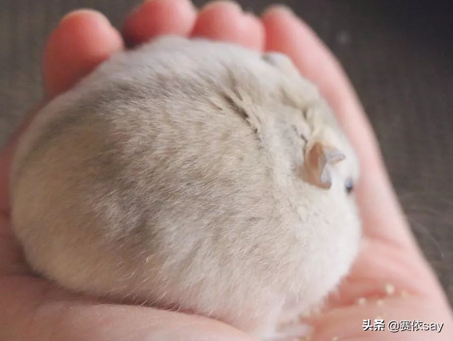 日本推主养了只小仓鼠，又团又圆的样子简直萌炸了！可爱到治愈！