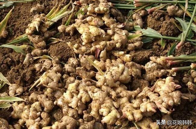 姜种植什么时候发芽好吃,大姜生长多长时间就可以收获