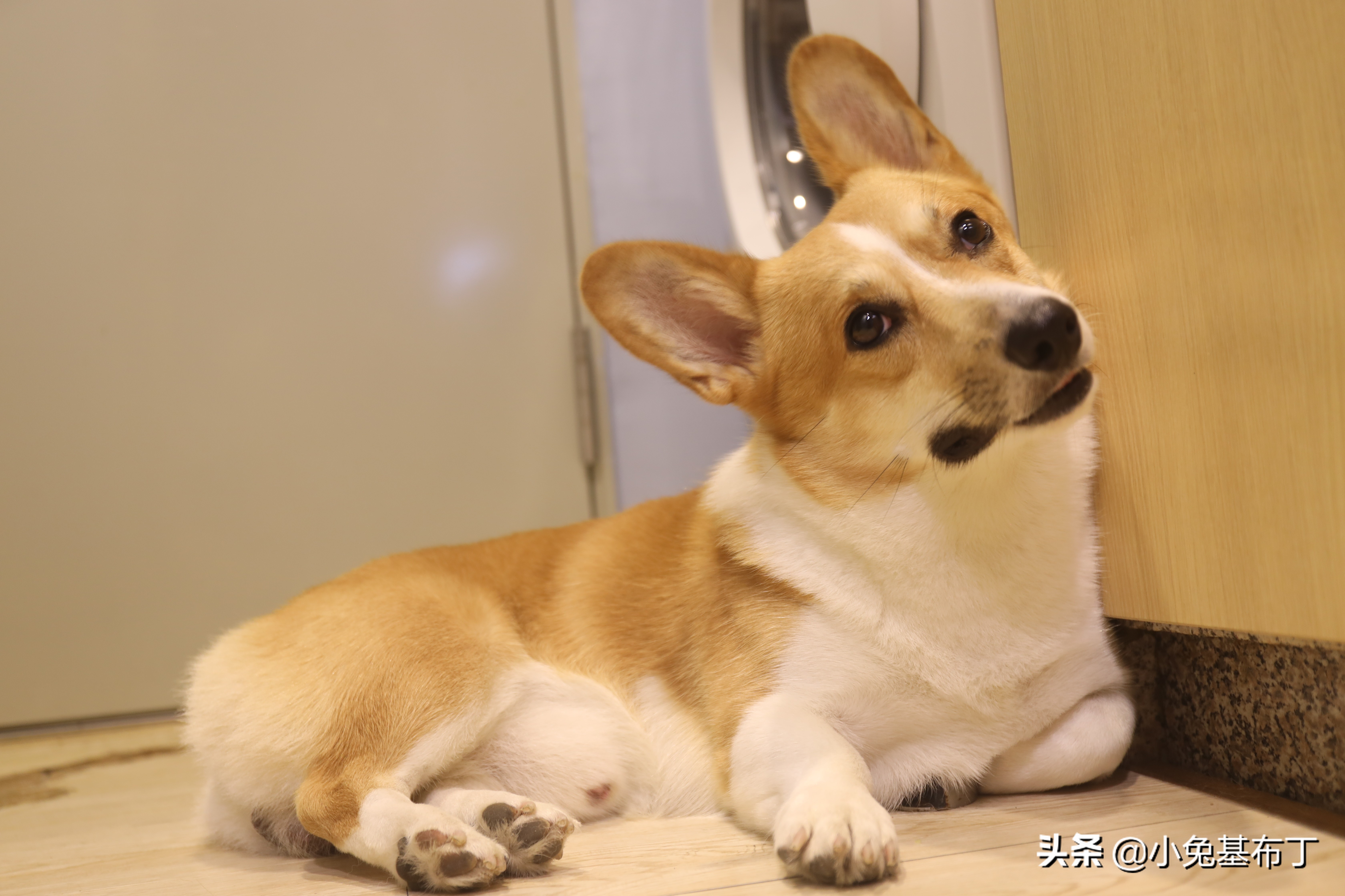 狗狗走了有什么表现,狗狗走远了还能自己回来吗