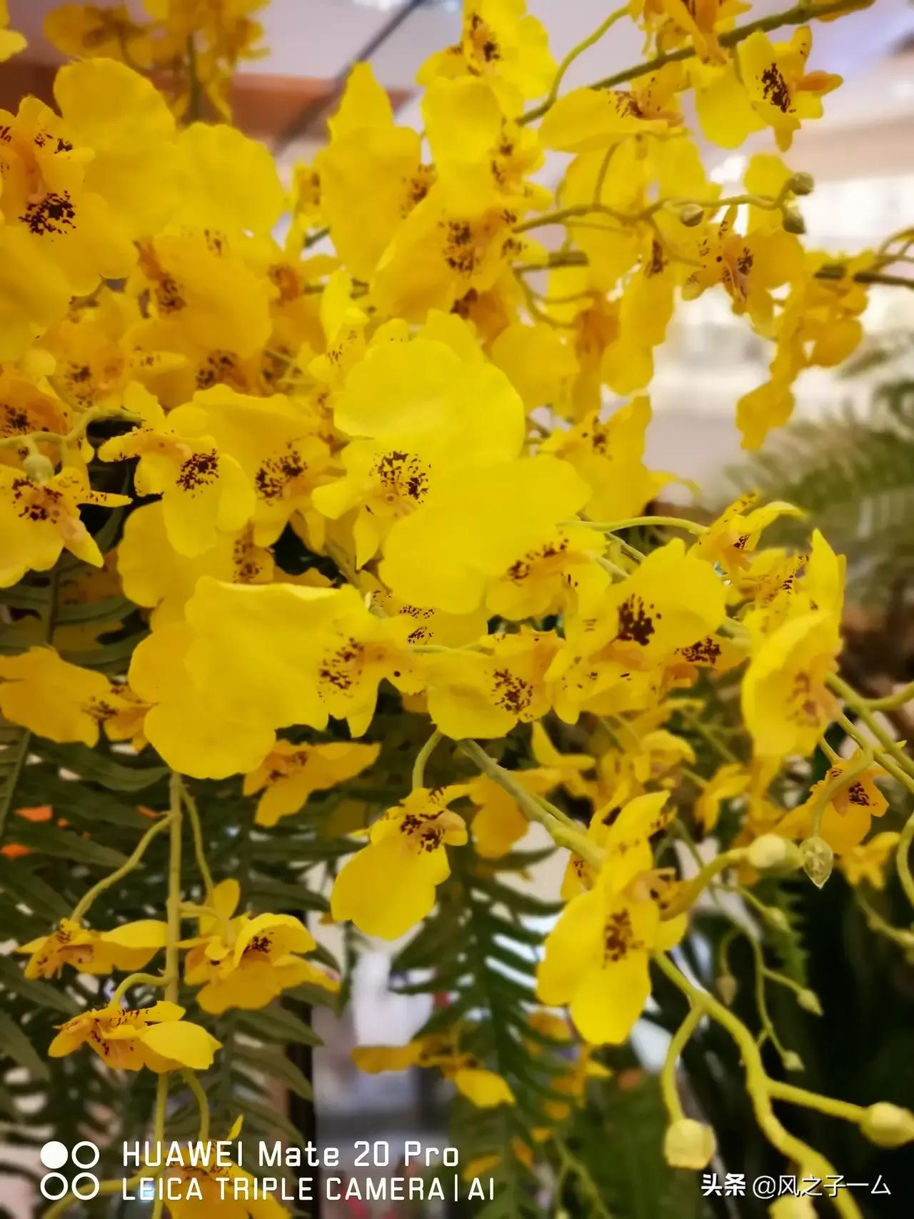 散文随笔植物,散文花