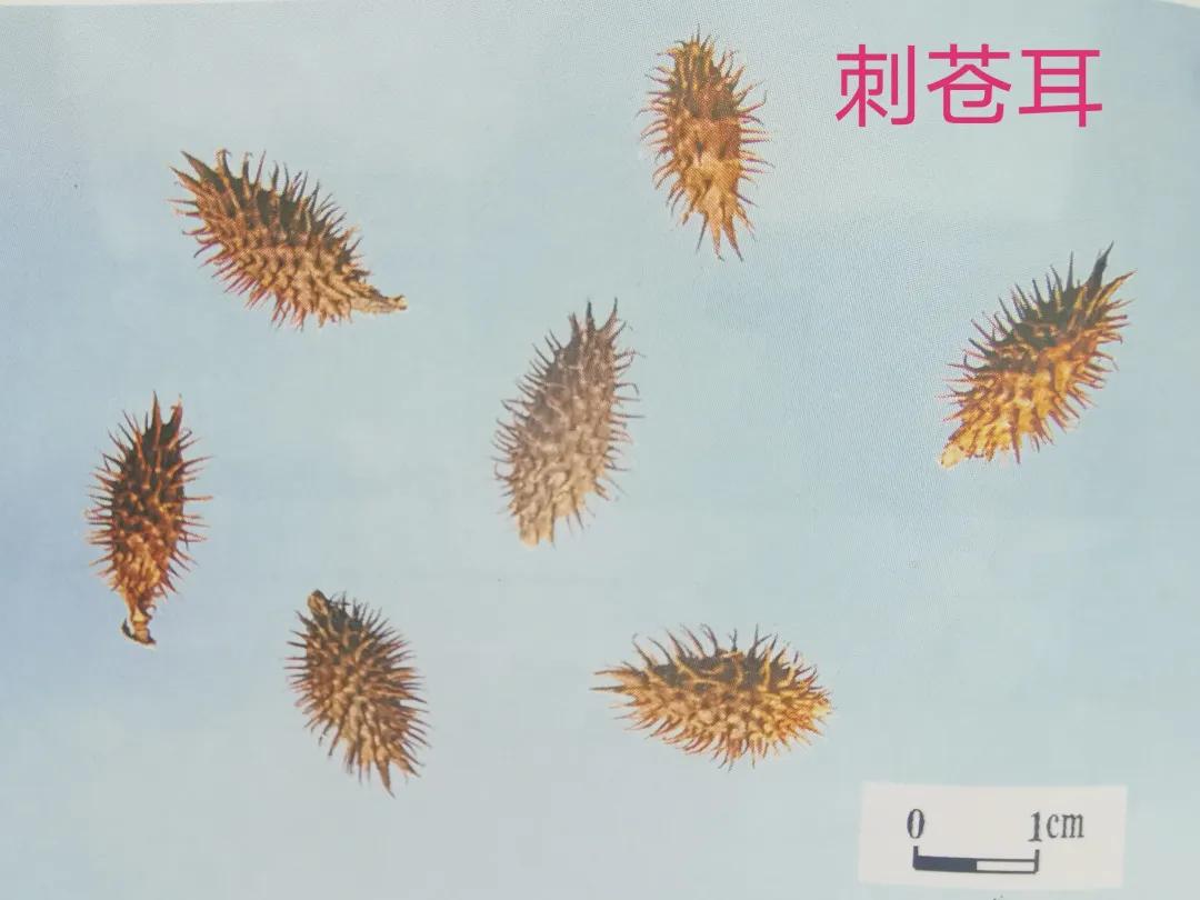 苍耳子真假鉴别方法,苍耳子的伪品种类及区别