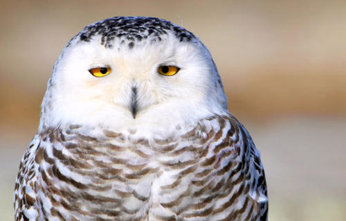 山海经中哪些是人类发现的,山海经中哪些真实存在的生物