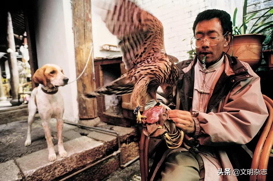 纳西鹰猎的视频,纳西鹰猎精彩视频