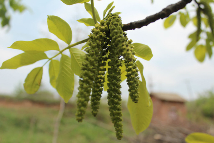 核桃树的果实形状及颜色,核桃树的花与果