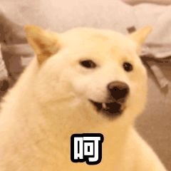 给狗狗取名字会影响它的性格吗,怎么给狗狗起名字才会听话