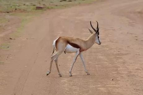 绘语养生｜非洲行画（二）