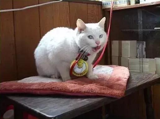 彩票店招财猫图片大全,招财猫中奖彩票