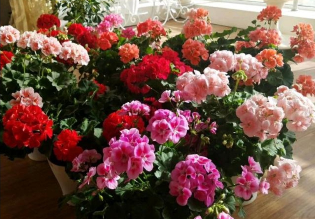 养天竺葵注意事项有哪些,养天竺葵生根方法