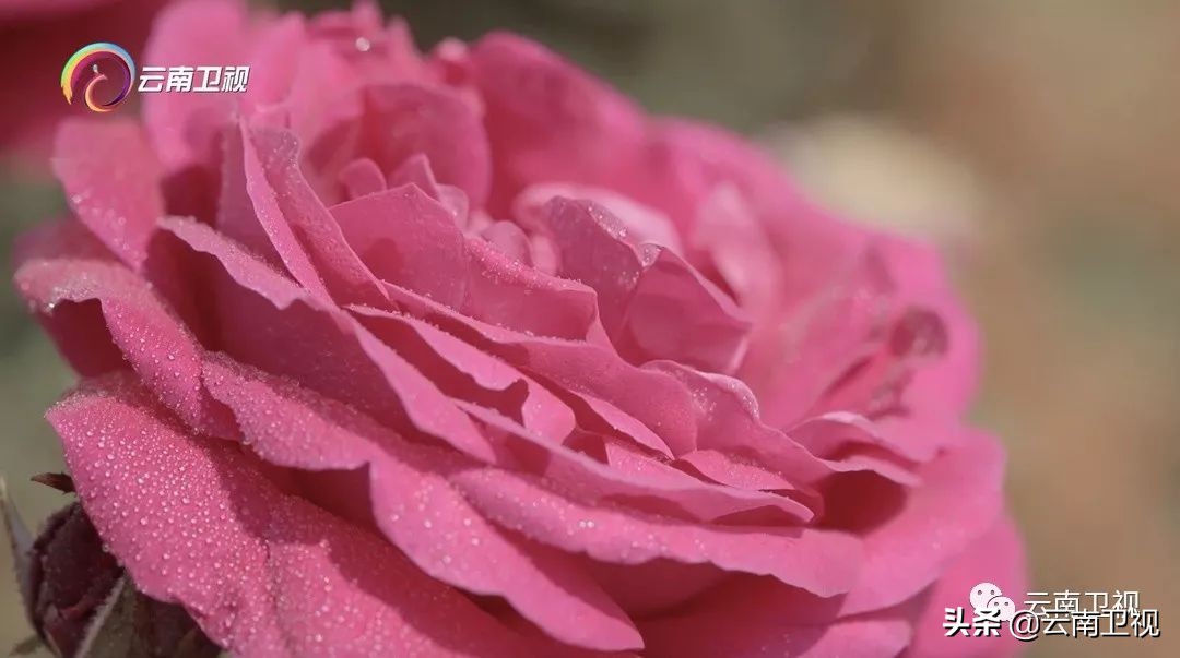 《味道云南》第二季第九集“云花之味”云南卫视今晚21:30播出!