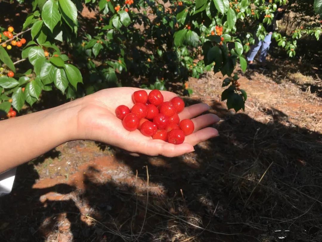 昆明樱桃采摘园安宁的樱桃熟了,昆明安宁樱桃采摘地点推荐