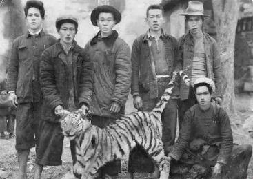 湖南老虎围攻村子事件,湖南奇人打死500多只老虎