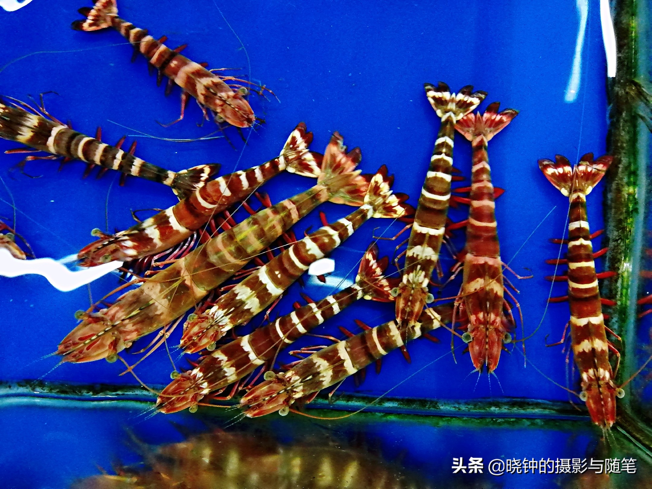 岘港哪里海鲜又便宜又好吃,去越南的海鲜哪个好