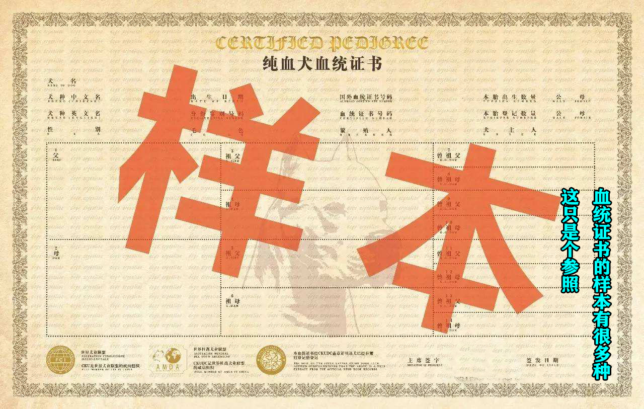 如何看出罗威纳犬是不是纯种 (罗威纳长嘴立耳是纯种的犬吗)