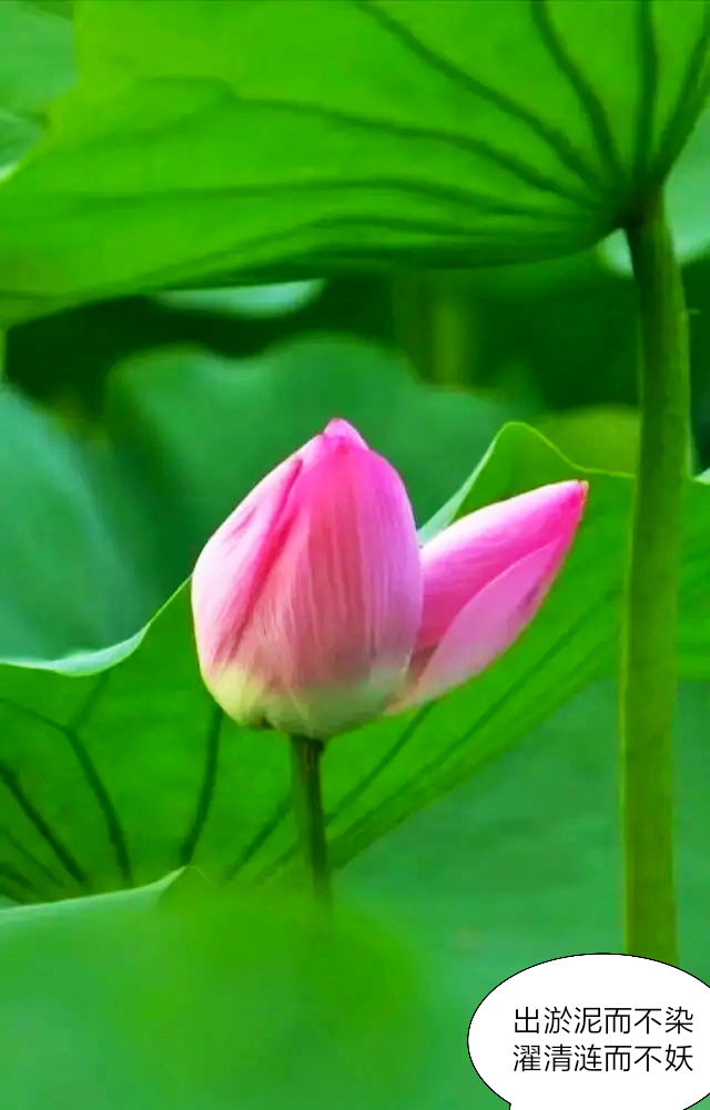 芒种种出新希望,芒种和幸福播种