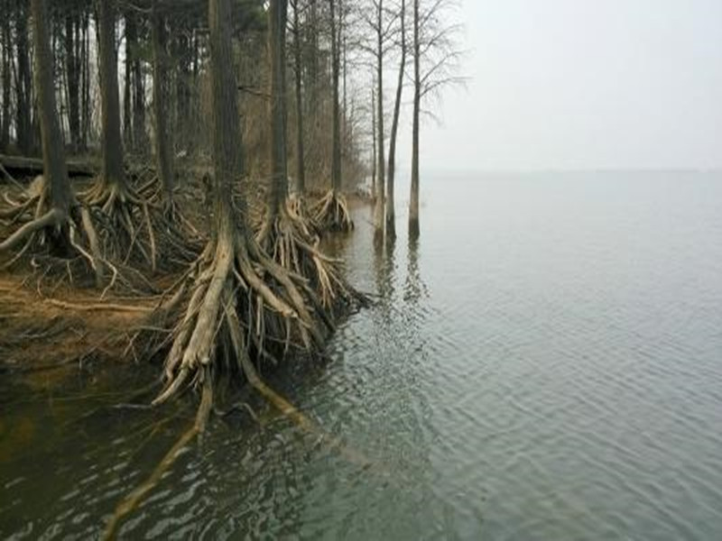 苗木枯死存在问题整改,购进苗木出现问题