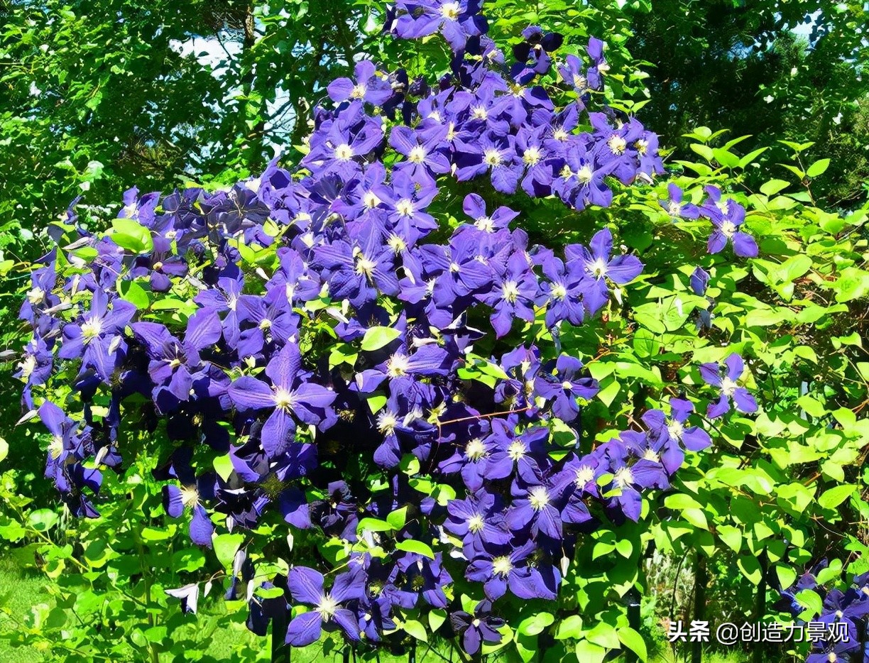 三种最旺家的爬藤植物,最好种的爬藤植物