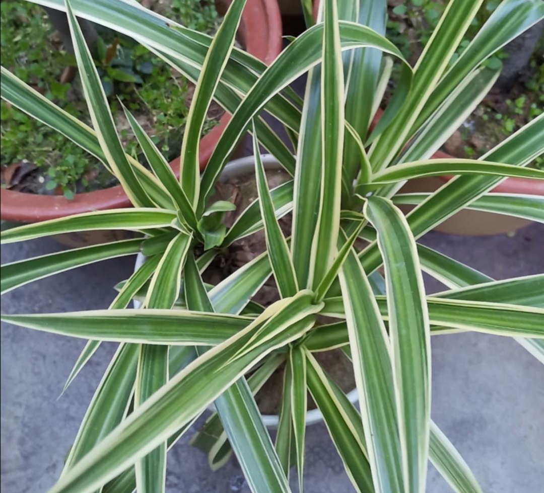 家里养花养鱼有什么好处,养花浇淘米水好吗