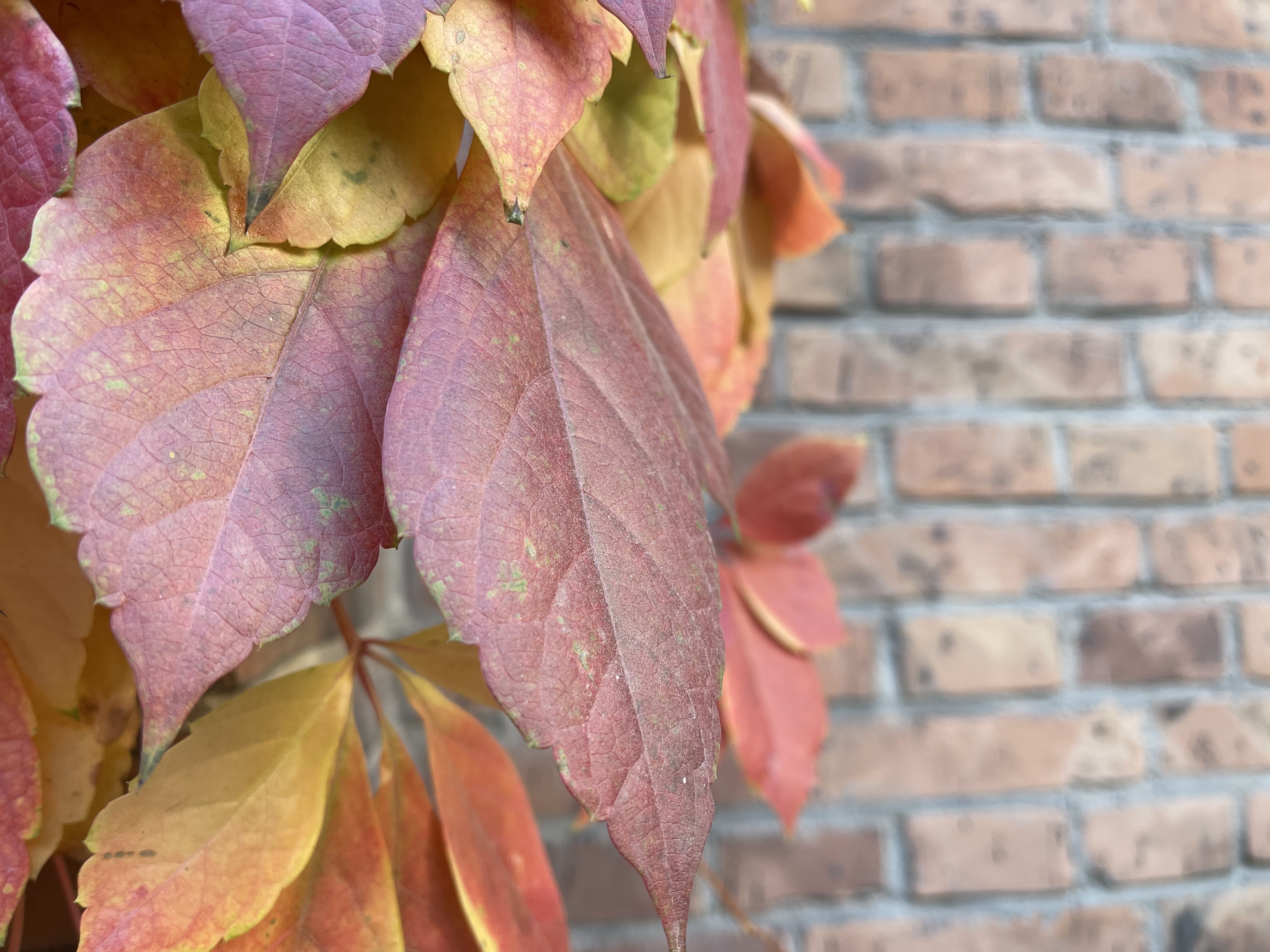 iphone12mini与12promax测评,iphone12和12promax官网对比