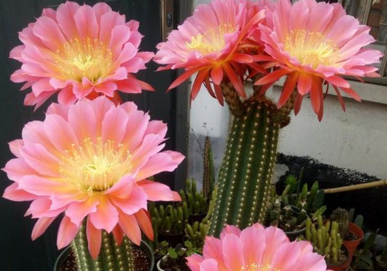 8种仙人球,养成“巨无霸”才冒花苞,小球不用想,先养大再说