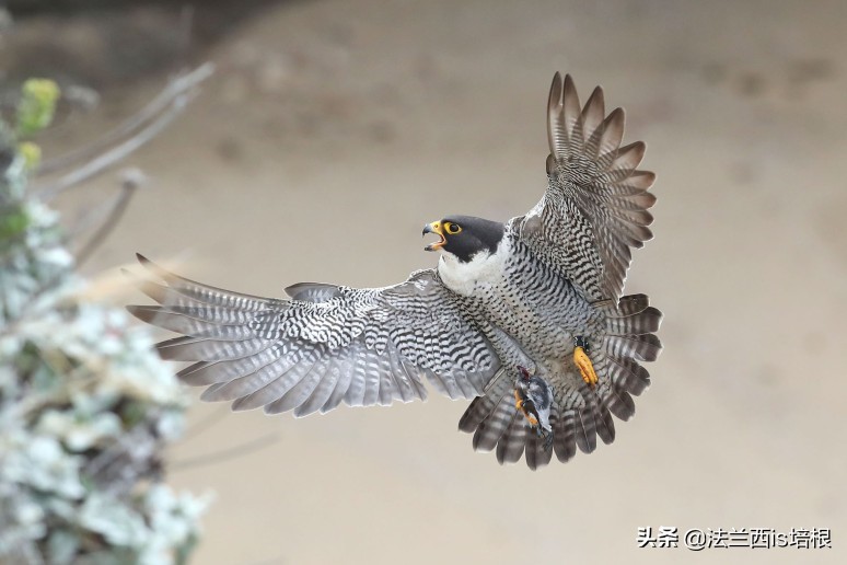 飞得最快的游隼，破解了航空史上的气流分离难题