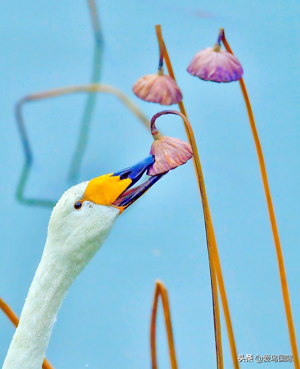 观鸟作品,观鸟优秀作品