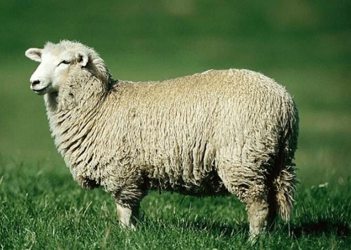 绵羊和山羊哪种口感好,山羊与绵羊肉质