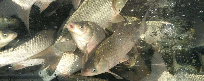 池塘养鲤鱼高产技术,最新鲤鱼养殖技术