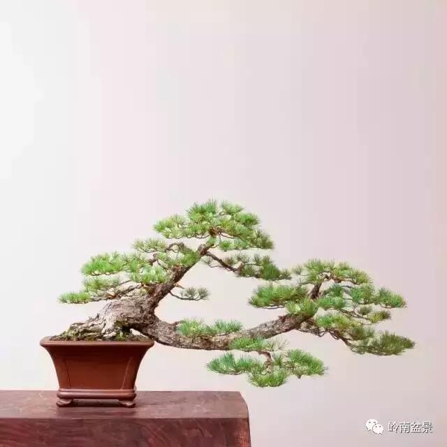 临水式金弹子盆景图片大全欣赏,看盆景展里赏心悦目的盆景