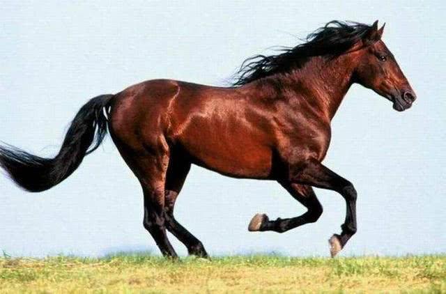 四子王旗草原五畜分别指哪五种动物