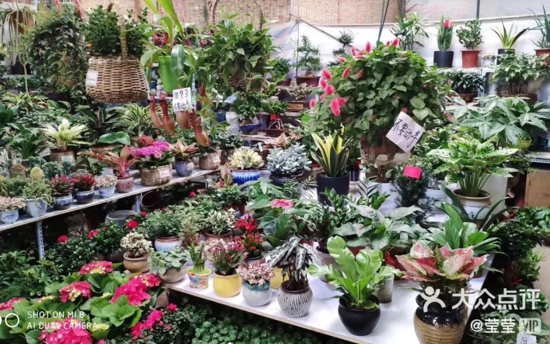 大连网上买花哪个平台好,大连买花到哪里