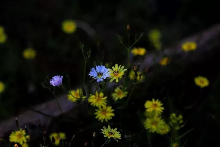 家庭煮妇的何去何从,家庭主妇的爱情
