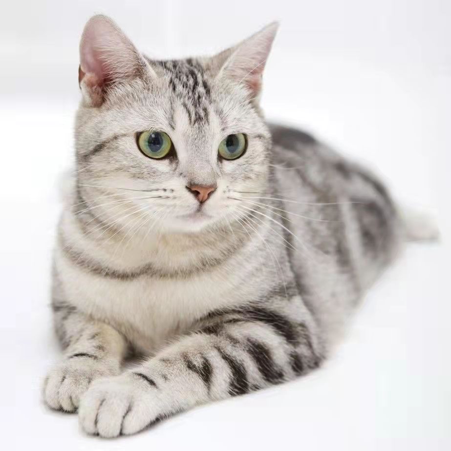 哪里猫咖租赁便宜,猫咖可以租猫吗