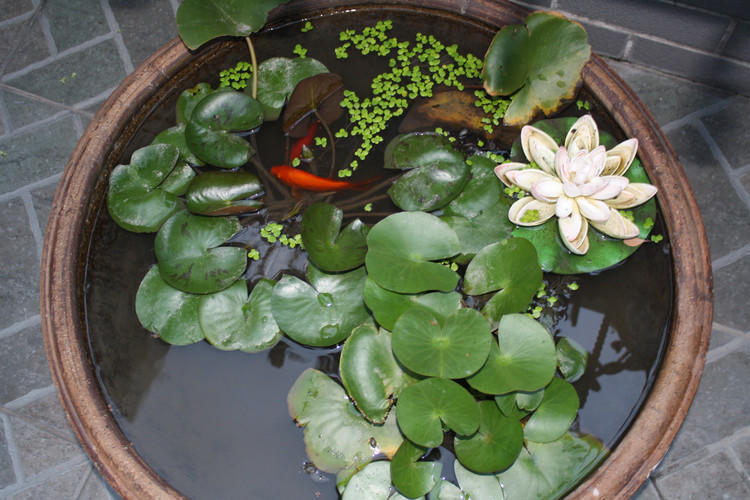 庭院不建鱼池直接放鱼缸设计效果,阳台做水池假山养鱼