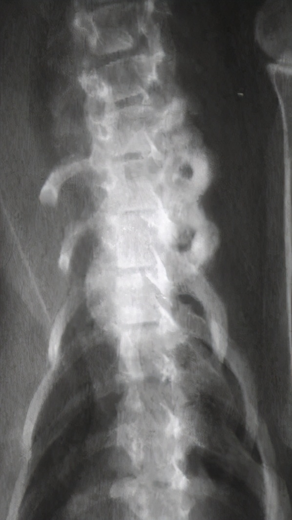 猫咪维生素b补多了有什么坏处,猫咪维生素补多了会怎样