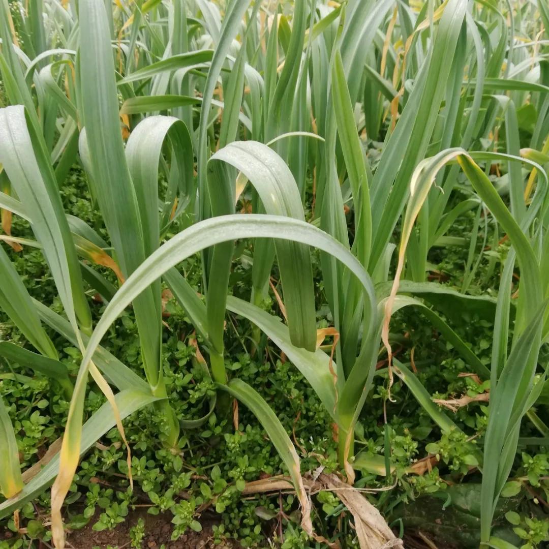 送蔬菜上门免费,免费送菜上门的视频