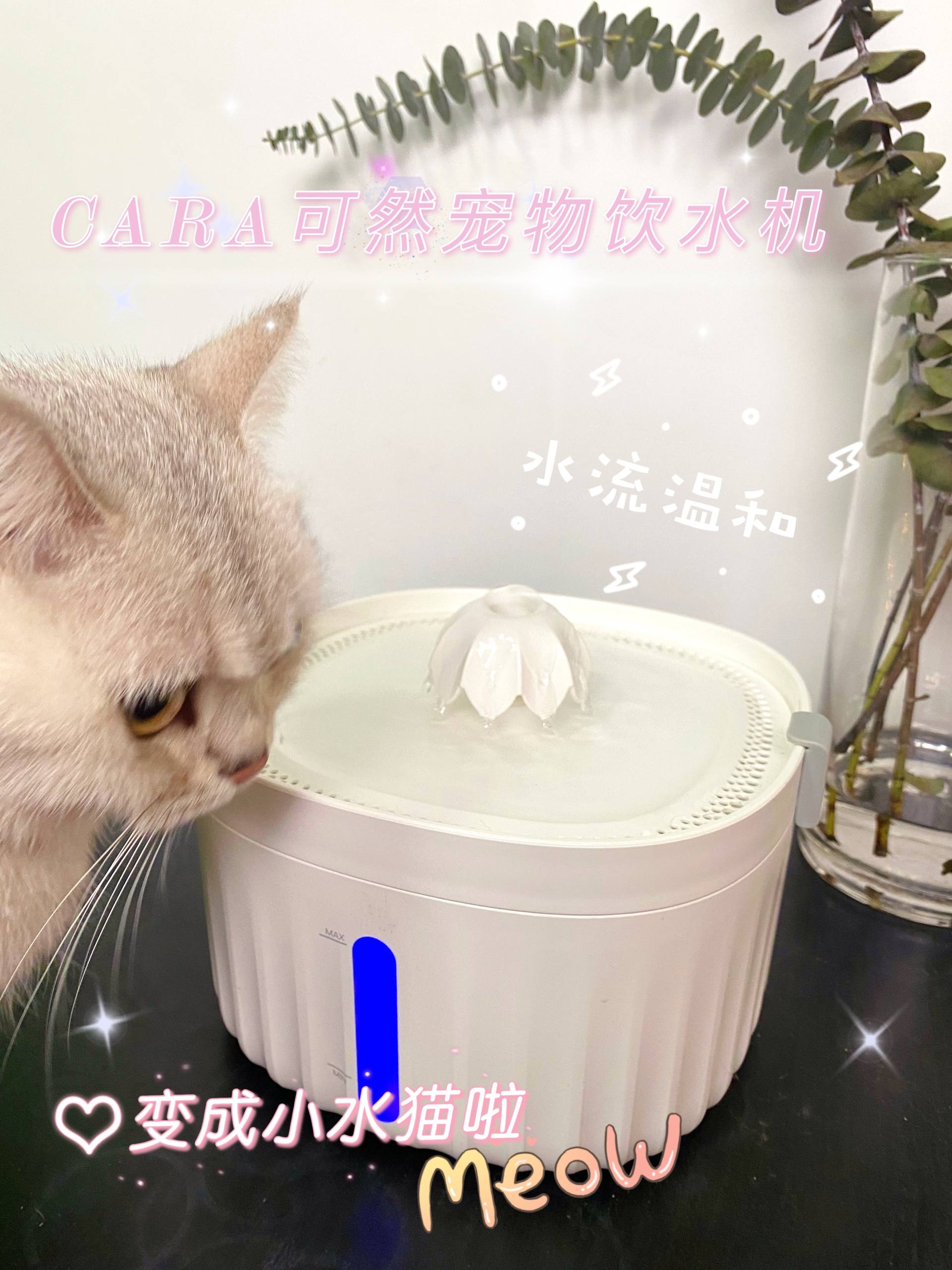 猫咪喝水自动饮水机上哪种更好,猫咪健康饮水机