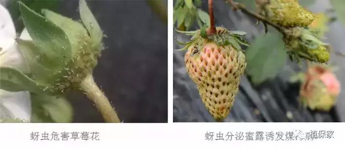 南京地区草莓病虫害防治的现状,温室草莓病虫害种类及防治措施