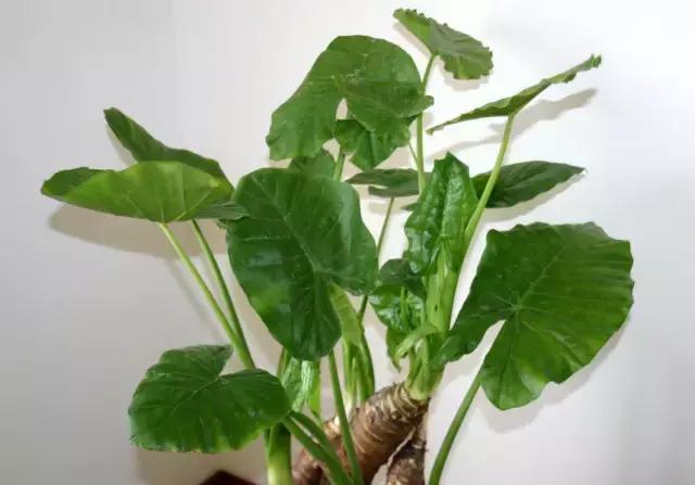 娆洪獥浣犲骞寸殑灏忕煡璇嗙粓浜庢壘鍏ㄤ簡,閭ｄ簺楠楄繃鎴戜滑鐨勫皬甯歌瘑