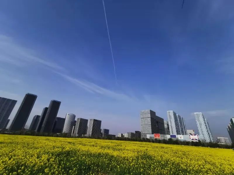 太美的花海,余杭千里花海